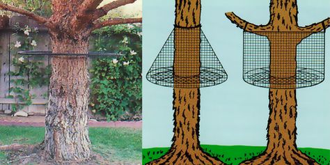 The TREE GUARD Prevents cats from climbing trees or utility poles. Install 5 ft. or higher. Cats can climb trees, go out on overhanging branches, drop down on a roof top or fence, and exit a yard. The TREE GUARD prevents this. Use them on trees with branches that are close to fence or house roof. The illustration shows two different ways it can be installed. Cat Fencing, Fence For Dogs, Diy Dog Run, Diy Dog Fence, Cat Climbing Tree, Cat Fence, Cat Patio, Outdoor Cat Enclosure, Cat Proofing