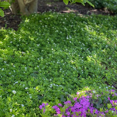 Galium odoratum - Midwest Groundcovers, LLC Gallium Odoratum, Galium Odoratum, Sweet Woodruff, Fairy Garden Plants, Flowers Love, Border Plants, Leaf Texture, Fragrant Flowers, Single Flower