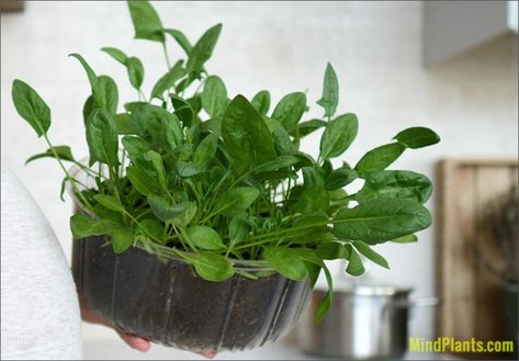 How To Grow Spinach Indoors, Grow Spinach Indoors, Grow Mint Indoors, Planting Spinach, How To Grow Spinach, Growing Mint Indoors, Grow Spinach, Spider Repellent, Grow Mint