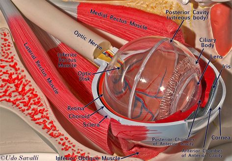 Anatomy Of Eye, Eyeball Anatomy, Nervous System Anatomy, Anatomy Education, Eye Model, Eye Study, Biology Projects, Anatomy Bones, Human Body Organs