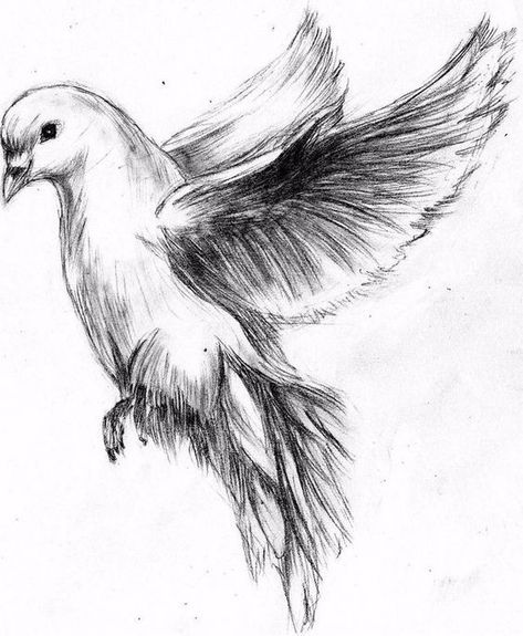 Dove Sketches, Dove Drawing, Dove Tattoo, Bird Sketch, Bird Flying, Memorial Tattoos, Quick Sketch, Birds Tattoo, Bird Drawings