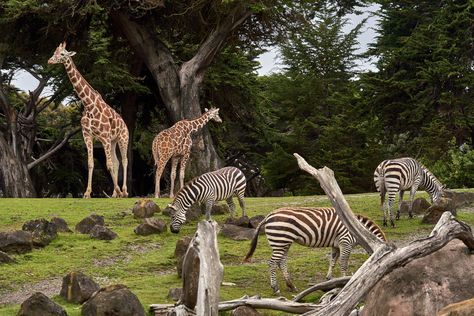 Giraffes and zebras in the zoo | HD photo by Nikolay Tchaouchev (@nxn) on Unsplash Art Of Zoo, Zoo Pictures, Talking Animals, In The Zoo, Grass Field, Wildlife Conservation, African Safari, Zoology, Animal Wallpaper