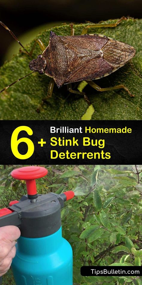 Explore tips to get rid of a green stink bug invasion or brown marmorated stink bugs with simple home remedies. Tackle a stink bug infestation with DIY pest control using a soapy water bug trap, garlic spray, neem oil, diatomaceous earth, and more. #natural #stink #bug #repellent Stink Bug Repellent Essential Oils, How To Get Rid Of Stink Bugs In House, Spider Repellant, Stink Bugs In House, Stink Bug Killer, Stink Bug Spray, Stink Bug Repellent, Stink Bug Trap, Bug Deterrent