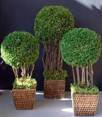 Outdoor Topiary, Topiary Diy, Topiary Plants, Topiary Garden, Boxwood Topiary, Dry Garden, Topiary Trees, Tree Shapes, Garden Lovers