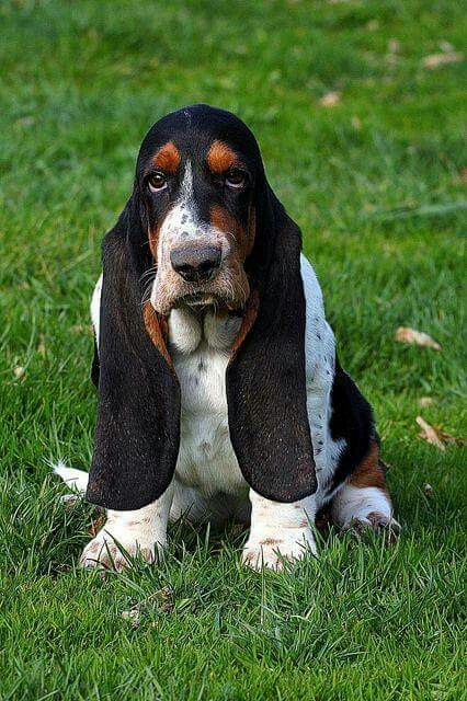 Long ears..wow Basset Hound Puppies, Basset Puppies, Basset Hound Puppy, Hound Puppies, Hound Dogs, Bassett Hound, Basset Hound Dog, Basset Hounds, Must Love Dogs