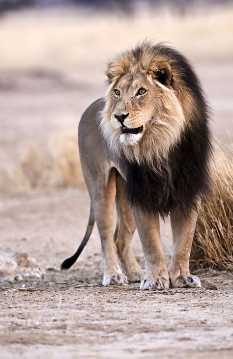 Hugo (Alessandro) ⚓️ on Twitter: "The king #photos #animals #lion… " Lion Sketch, Lion Photography, Wild Lion, Lions Photos, King Lion, Lion Love, Male Lion, Lion Images, African Lion