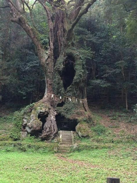 Cool Places In The World, Forest Throne, Carpathian Forest, Natural Architecture, Forest Life, Magic Nature, Interesting Place, Sacred Tree, Magical Places