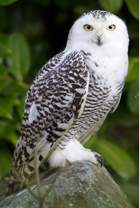 Owl House Wallpaper, Dublin Zoo, Snowy Owls, Owl Photography, Winter Owl, House Wallpaper, Mystical Animals, Snow Owl, Owl Tattoo Design