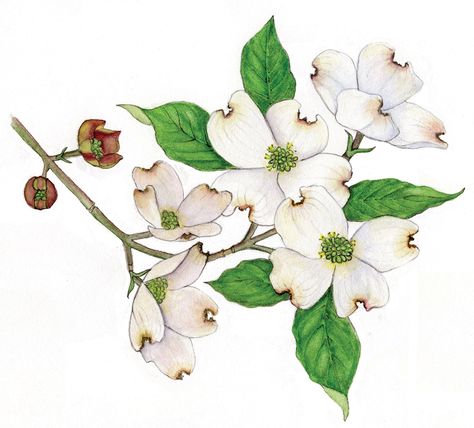 Dogwood Flower Illustration, Dogwood Drawing, Dogwood Flower Drawing, Dogwood Painting, Dogwood Flower Tattoo, Dogwood Flower Tattoos, Ornamental Horticulture, Cornus Florida, Flowering Dogwood