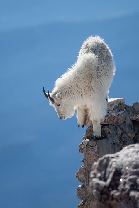 Mountain Goat Art, Mountain Animals, Elk Pictures, Peaceful Heart, Wild Animals Photography, Mountain Goats, Petting Zoo, Extinct Animals, Mountain Goat