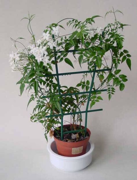 jasminum polyanthum Growing Jasmine, Jasmine Plant Indoor, Indoor Jasmine, Indoor Vine Plants, Indoor Vines, Plant Bedroom, Potted Mums, Plant Pot Ideas, Jasmine Vine