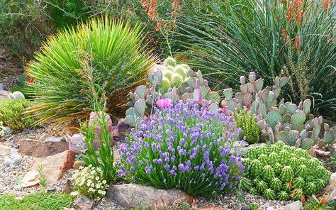 How to Grow Cactus Plants (or even a Cactus Garden!) • The Garden Glove Garden Library, High Country Gardens, Outdoor Patios, Country Gardens, English Lavender, Garden Shrubs, Desert Garden, Lavender Plant, Chocolate Bunny