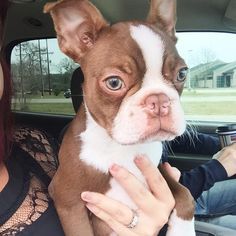 Boston Terrier Tattoo, Red Boston Terriers, Boston Terrier Funny, Akc Breeds, Baby Pugs, Havanese Dogs, Boston Terrier Love, Terrier Breeds, Boston Terrier Puppy