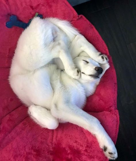 Dog Sleeping Positions, Sleepy Animals, Sleeping Animals, Sleeping Puppies, Frenchie Puppy, Funny Animal Photos, Dog Parents, Sleeping Dogs, Cute Kittens