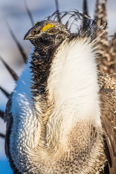 Greater Sage-Grouse. Sage Grouse, Non Renewable Energy, Plant Covers, Mule Deer, Game Birds, Bird Pictures, Endangered Species, Flora And Fauna, Ecosystem