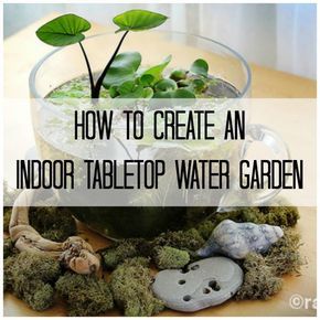 Make Your Own Stunning Indoor Tabletop Water Garden More Growing Food Indoors, Indoor Vegetables, Indoor Water Garden, Diy Pond, Trendy Plants, Indoor Vegetable Gardening, Vertical Herb Garden, Garden Wallpaper, Indoor Gardens