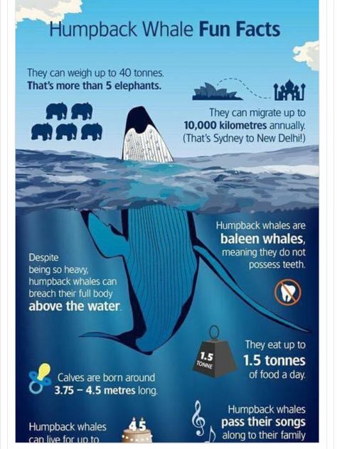 Ocean Facts Interesting, Blue Whale Infographic, Different Terrains, Whale Infographic, Orca Facts, Humpback Whale Facts, Blue Whale Facts, Animals Dolphins, Ocean Facts