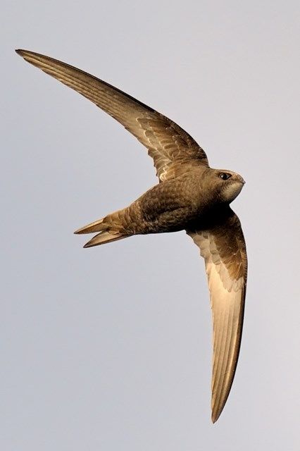 Common Swift Bird, Swift Tattoo Birds, Swifts Birds, Swift Bird Tattoo, Common Swift, Swift Tattoo, Swift Bird, Common Birds, Rare Birds