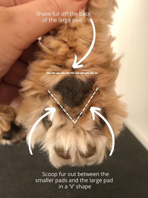 How To Remove Fur From Dog Paws At Home - A Dog Groomer’s Top Tips — Healthy Happy Paws Labradoodle Cuts, Dog Grooming Shih Tzu, Doodle Grooming, Labradoodle Grooming, Trimming Dog Nails, Dog Grooming Diy, Grooming Dogs, Goldendoodle Grooming, Dog Paw Pads