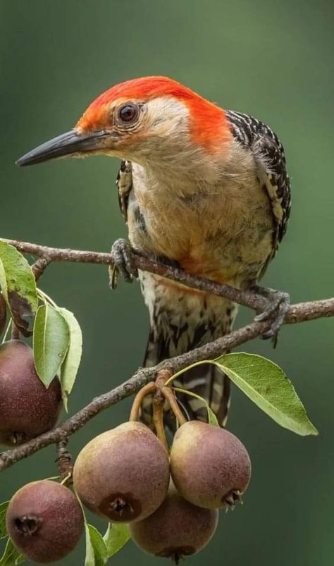 Red Bellied Woodpecker Red Bellied Woodpecker, Birds Cute, Aesthetic Animals, Tattoo Animal, Bird Identification, Anime Tattoo, Animal Print Wallpaper, Most Beautiful Birds, Woodpeckers