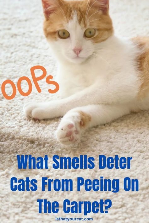 what-smells-deter-cats-from-peeing-on-carpet Cat Pee Smell Removal, Remove Cat Urine Smell, Cat Urine Remover, Cat Pee Smell, Cat Urine Smells, Pee Smell, Urine Smells, Dog Urine, Cat Pee