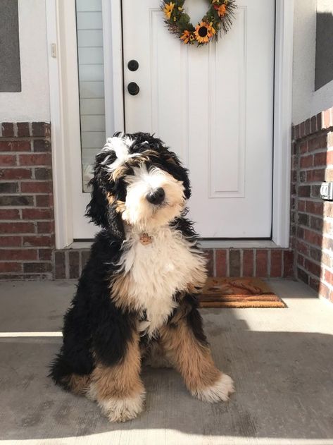 Bernedoodle Vs Sheepadoodle, Different Dog Breeds Pictures, Bernedoodle Aesthetic, Borderdoodle Dogs, Saint Bernadoodle, Aussie Bernedoodle, Micro Bernedoodle, Bernadoodles Full Grown, Ausidoodle Puppies