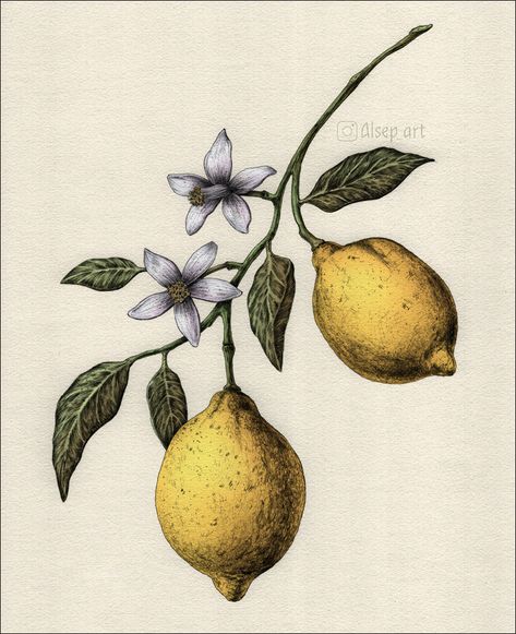 Lemons :: Behance Botanical Illustration Tattoo, Lemon Drawing, Quirky Invitations, Fruit Tattoo, Digital Art Drawing, London Tattoo, Illustration Pen And Ink, Watercolour Inspiration, Fruit Illustration