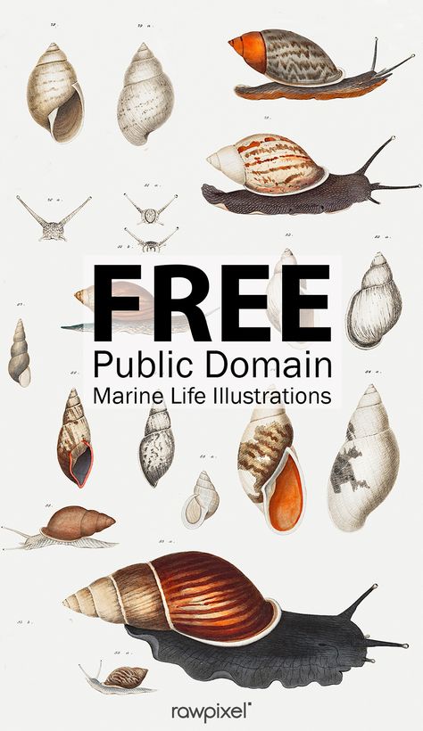 Marine Decoration, Public Domain Art, Botanical Printables, Prince Of Monaco, Free Printable Art, Free Art Prints, Cadeau Photo, Scientific Illustration, Free Graphics