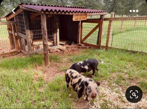 Pig Fence, Sheep Shelter, Pig Shelter, Kune Kune Pigs, Sheep Pen, Goat Pen, Livestock Shelter, Homesteading Animals, Goat House