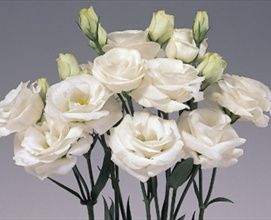 Rosita White - Lisianthus - Flowers and Fillers - Flowers by category | Sierra Flower Finder Arizona Flower, Lisianthus Bouquet, Lisianthus Flowers, White Lisianthus, Flower Guide, August Wedding, Anemone Flower, Moon Garden, Winter Flowers