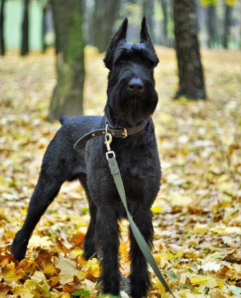 Giant Schnauzer Haircut, Giant Snouzer, Large Schnauzer, Giant Shnauzer, Schnoodle Dog, Schnauzer Breed, Schnauzer Grooming, Puppy Heaven, Doberman Love