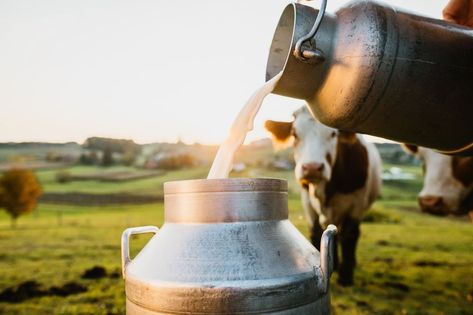 Raw Milk Is Illegal In Nearly Half Of The U.S., So Why Are People Drinking It? Milk Bottle Aesthetic, Cow Milking Aesthetic, Milking Cows Aesthetic, Raw Cow Milk, Cows Milk, People Drinking, Drinking Milk, Farm Fresh Milk, Sources Of Calcium