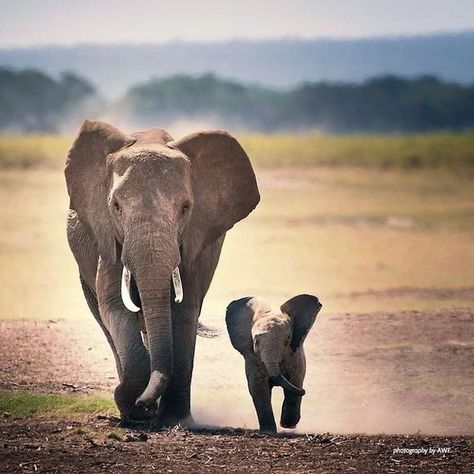 Elephant Backpack, African Forest Elephant, Elephant Canvas Art, Mom And Baby Elephant, Regnul Animal, Elephant Quilt, Elephant Pillow, Elephant Pictures, Elephant Shirt