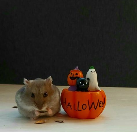 # Halloween hamster photoshoot Hamster Photoshoot, Halloween Hamster, Mouse Rat, Hamsters, Spiderman, Cute Animals, Halloween, Animals, Quick Saves