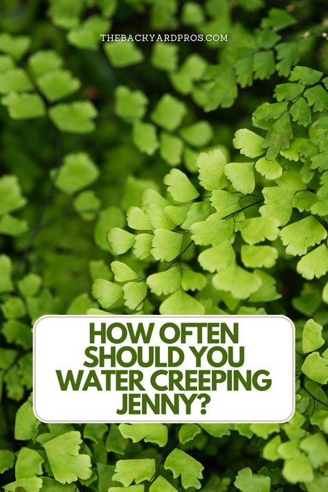 Unlock the secrets to lush, thriving Creeping Jenny plants with our watering guide! Discover the perfect balance between hydration and care, ensuring your garden dazzles with vibrant greenery all year round. 🌿💧 #CreepingJenny #GardeningTips #PlantCare Creeping Jenny Landscaping, Creeping Jenny Hanging Basket, Creeping Jenny Care, Creeping Jenny Ground Cover, Creeping Jenny Plant, Jenny Green, Metal Trellis, Garden Perennials, Creeping Jenny