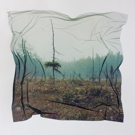 Larch  ~d.j. grenier Polaroid Emulsion, Emulsion Lift, Jellyfish Photo, Jellyfish Print, Alternative Photography, Art Major, Collage Scrapbook, Conceptual Fashion, Experimental Photography