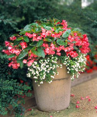 Two Plant Simplicity: (1) Dragon Wing Begonia, (2) Bacopa Begonia Dragon, Indoor Gardening Supplies, Dragon Wing, Container Gardening Flowers, Dragon Wings, Container Flowers, Foliage Plants, Outdoor Planters, Container Plants