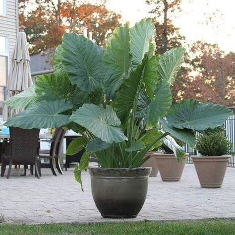 This stunning Elephant Ear Planter makes a beautiful statement on this patio. Alocasia Odora, Pool Plants, Longfield Gardens, Alocasia Plant, Elephant Ear Plant, Potted Plants Outdoor, Patio Plants, Elephant Ears, Tropical Landscaping