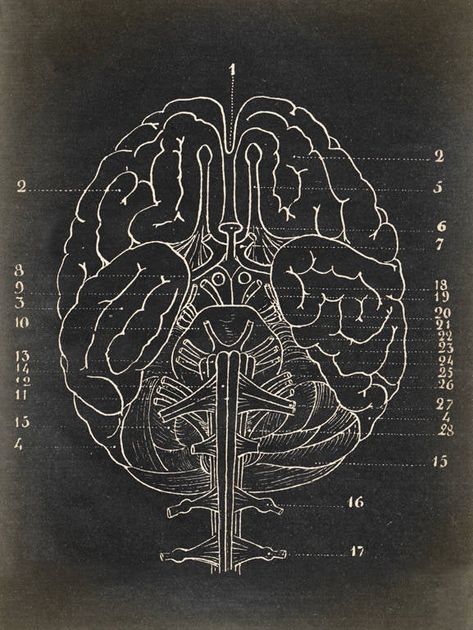 BRAIN ANATOMY POSTER, Brain Face Chart, Scientific Illustration ----- Anatomy study chart Giclée print, vintage chalkboard effect background, available in standard measures. You can check other anatomy prints here: https://www.etsy.com/shop/ElementaryPrints?ref=hdr_shop_menu&search_query=anatomy Do not miss other beautiful images from Elementary prints, please check out here: https://www.etsy.com/shop/ElementaryPrints?ref=hdr_shop_menu ~ ABOUT PRINTS: A unique work have been reinterpreted fr Brain Anatomy Poster, Doctor Anatomy, Anatomy Prints, Brain Poster, Medical Drawings, Brain Drawing, Monochrome Photo, Brain Illustration, Scientific Drawing