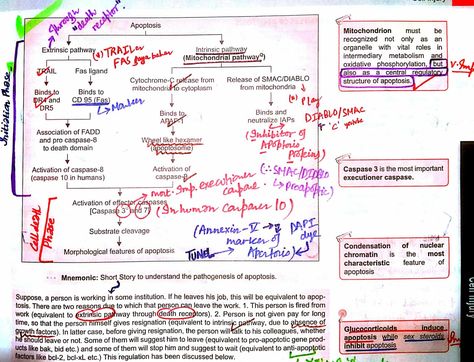 Apoptosis Notes, Oxidative Phosphorylation, Study Help, Chemistry, Read More, Binding, Bullet Journal, Quick Saves