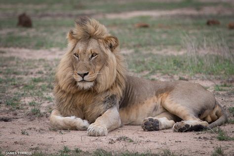 Lion Body Reference, Lying Down Drawing, Lion Stretching, Lion Poses, Lion Laying Down Drawing, Lion Sitting, Lion Photos, Lion Lying Down, Lion Laying Down