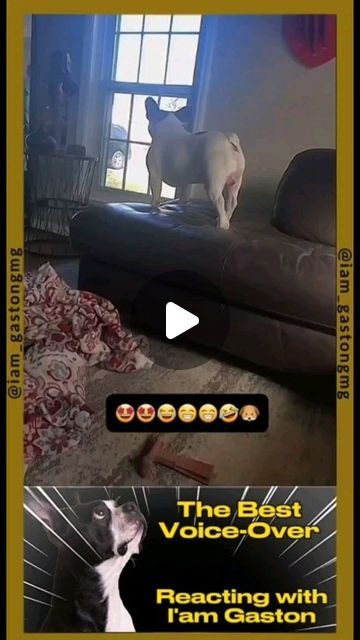 Iam_GastonGMG | Pet Channel 🐶🐕🐈 on Instagram: "The Best Voice-over you will see!!!!!, [Chapter 14] 🤣🤣🤣🤣👍🐕🐶🐈😎😎
.
.
.
by: @therxckstxr IG & TT (Crack..The best)
.
.
.
#foryou #fyp #fyp #fypシ #voiceover #parati #paratii #voice #TheBest #viralvideo #Viral #viralvideos #dog #dogs #cat #cats #pets #comicos #funnycomedy #funnypetvideos #voiceover #voice #funnyvoice #voces #foryou #fyp" Rxckstxr Voice Overs, Pet Voice Overs, Dog Voice Over Videos, Funny Animal Voice Overs Videos, Animal Voice Overs, Funny Comedy, Baby Dogs, Funny Animal Videos, Viral Videos