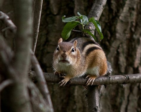 angry chipmunk...This is like the little guy that came out and screamed at us on our hunting trip Angry Squirrel, Angry Face, Hunting Trip, Kawaii Animals, Chipmunks, Walking By, Woodland Creatures, Pets Cats, Animal Photography