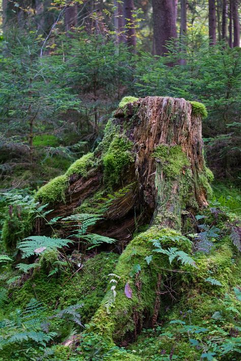 Tree Photo Reference, Tree Stump Photography, Forest Floor Photography, Mossy Stump, Environmental Storytelling, Mossy Log, Forest Foliage, Deciduous Forest, Gnome Family