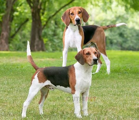 Hunting Hounds, Hunting Drawings, Foxhound Dog, English Foxhound, Hunting Dogs Breeds, Country Gentleman, American Foxhound, Every Dog Breed, All Breeds Of Dogs