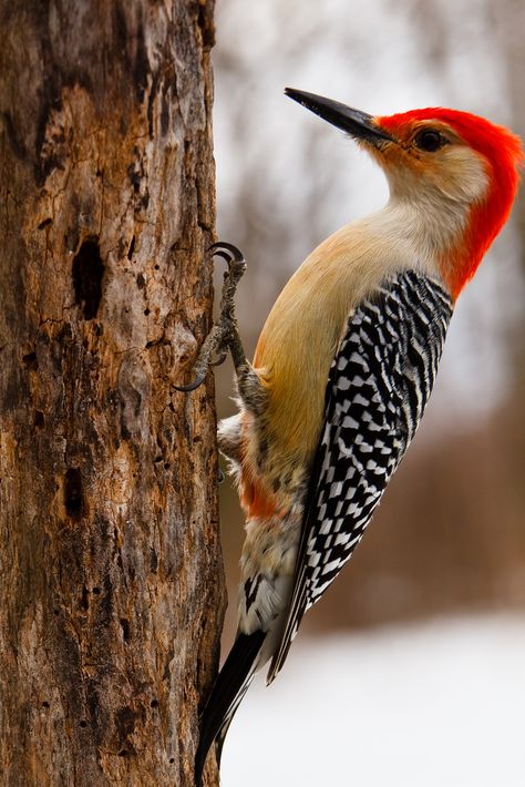 Red-Bellied Woodpecker Red Belly Woodpecker, Woodpecker Photography, Woodpecker Illustration, Red Bellied Woodpecker, Birds Photos, Woodpeckers, Airbrush Art, Nature Birds, Backyard Birds