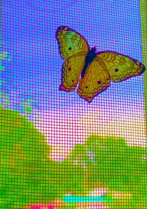 Indie • Butterfly • Colorful • Indie Butterfly, Indie Kidz, Butterfly Colorful, Indie Photography, Cocoppa Wallpaper, Kids Background, Indie Girl, Fairy Aesthetic, Indie Art