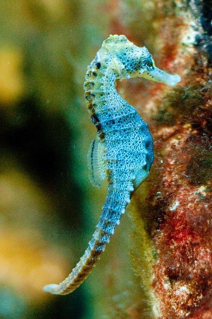 Seahorse | Randall van Gurchom-Colijn | Flickr Ocean Aquarium, Fauna Marina, Underwater Animals, Deep Sea Creatures, Beautiful Sea Creatures, Water Animals, Underwater Creatures, Underwater Life, Wallpaper Gallery