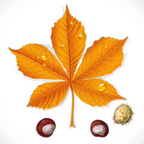 Premium Vector | Yellow autumnchestnut leaf and chestnuts isolated on a white background Chestnut Leaf, Leaf Vector, Leaves Vector, Kids Crafts, Chestnut, Premium Vector, Creative Art, Graphic Resources, White Background