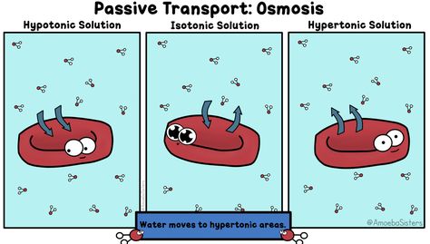 A little osmosis..in a GIF! By The Amoeba Sisters Teaching Cells, Amoeba Sisters, Passive Transport, Cell Transport, Science Cells, Biology Resources, Biology Classroom, 7th Grade Science, High School Biology